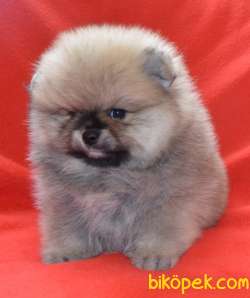 SAFKAN (BOO) POMERANİAN  YAVRULARI VONALP GARANTİSİYLE 4