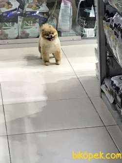 SAFKAN (BOO) POMERANİAN  YAVRULARI VONALP GARANTİSİYLE 2