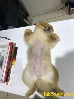 SAFKAN (BOO) POMERANİAN  YAVRULARI VONALP GARANTİSİYLE 4