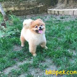 SAFKAN (BOO) POMERANİAN  YAVRULARI VONALP GARANTİSİYLE 3
