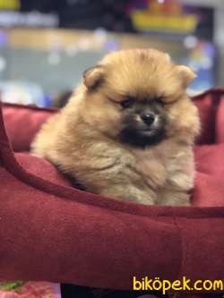 SAFKAN (BOO) POMERANİAN  YAVRULARI VONALP GARANTİSİYLE 1