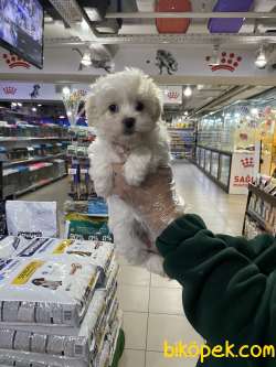 SAFKAN (BOO) POMERANİAN  YAVRULARI VONALP GARANTİSİYLE 3