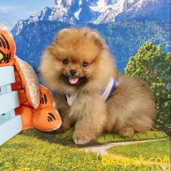 Safkan Boo Pomeranian Yavrularımız 4