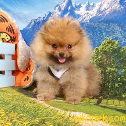Safkan Boo Pomeranian Yavrularımız 1