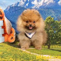 Safkan Boo Pomeranian Yavrularımız 3