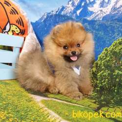 Safkan Boo Pomeranian Yavrularımız 2