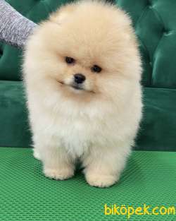Safkan Boo Yavrular 1