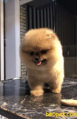 Safkan Boo Yavrular 2