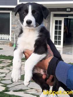 SAFKAN BORDER COLLİ YAVRULARI 4