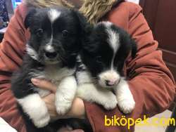 Safkan Border Collie 1