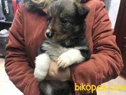 Safkan Border Collie 2