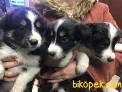Safkan Border Collie 3
