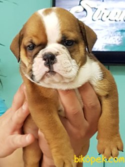 Safkan Buruş Buruş Ingiliz Bulldog Yavruları 2