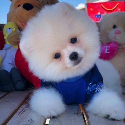 Muhteşem Kar Beyazı Pomeranian Boo Teddybear 1