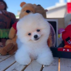 Muhteşem Kar Beyazı Pomeranian Boo Teddybear 2