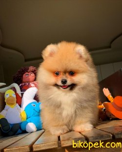 Safkan Büyümeyen Cins Beyaz Pomeranian Boo 2