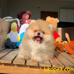 Safkan Büyümeyen Cins Beyaz Pomeranian Boo 4