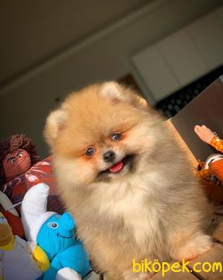 Safkan Büyümeyen Cins Beyaz Pomeranian Boo 3