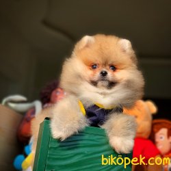 Safkan Büyümeyen Cins Beyaz Pomeranian Boo 1