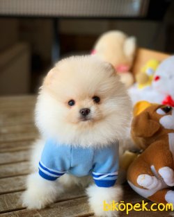 Safkan Büyümeyen Cins Beyaz Pomeranian Boo 4