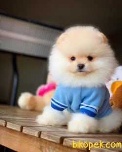 Safkan Büyümeyen Cins Beyaz Pomeranian Boo 3