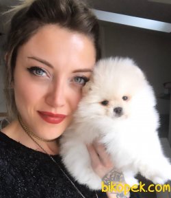 Safkan Büyümeyen Cins Beyaz Pomeranian Boo 1