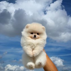 Safkan Büyümeyen Minyatür Pomeranian Boo Yavrularımız 4
