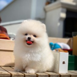 Safkan Büyümeyen Minyatür Pomeranian Boo Yavrularımız