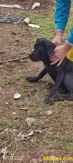 Safkan Cane Corsa 4