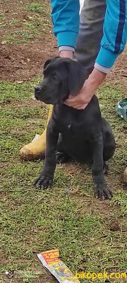 Safkan Cane Corsa 2
