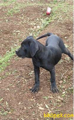 Safkan Cane Corsa 1