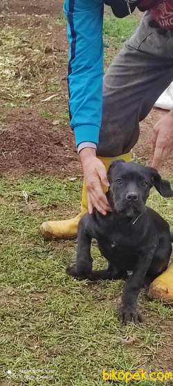 Safkan Cane Corsa 5