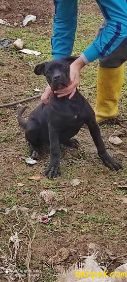 Safkan Cane Corsa 3