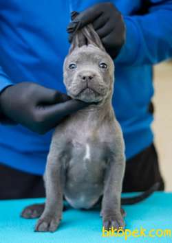 Safkan Cane Corso Yavrular 2