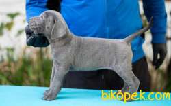 Safkan Cane Corso Yavrular 3