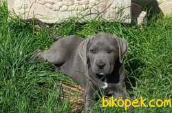 Safkan Cane Corso Yavrular 4