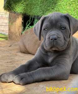 Safkan Cane Corso Yavrular