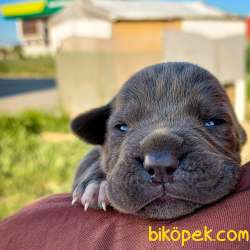 Safkan Cane Corso Yavruları 3