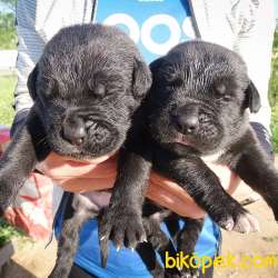Safkan Cane Corso Yavruları 2