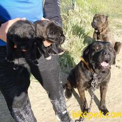 Safkan Cane Corso Yavruları 1