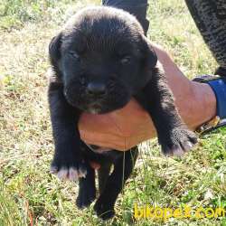 Safkan Cane Corso Yavruları 5