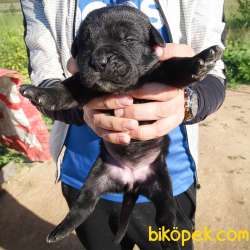 Safkan Cane Corso Yavruları 4