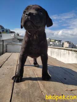 Safkan Cane Corso Yavruları SCR-MİCROCHİP İLE TESLIM 2