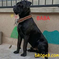 Safkan Cane Corso Yavruları SCR-MİCROCHİP İLE TESLIM 3