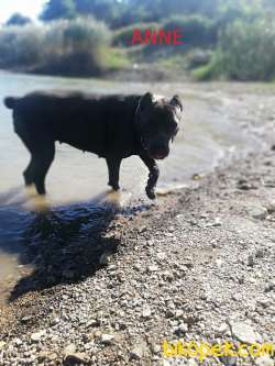 Safkan Cane Corso Yavruları SCR-MİCROCHİP İLE TESLIM 4