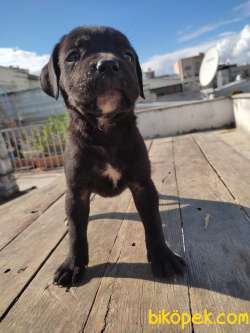 Safkan Cane Corso Yavruları SCR-MİCROCHİP İLE TESLIM 5