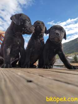 Safkan Cane Corso Yavruları SCR-MİCROCHİP İLE TESLIM 1