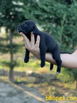 SAFKAN CANE CORSO YAVRULARIMIZ REZERVE AÇIKTIR... 2