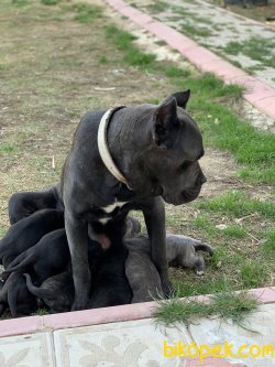 SAFKAN CANE CORSO YAVRULARIMIZ REZERVE AÇIKTIR... 5
