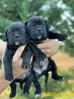 SAFKAN CANE CORSO YAVRULARIMIZ REZERVE AÇIKTIR... 3